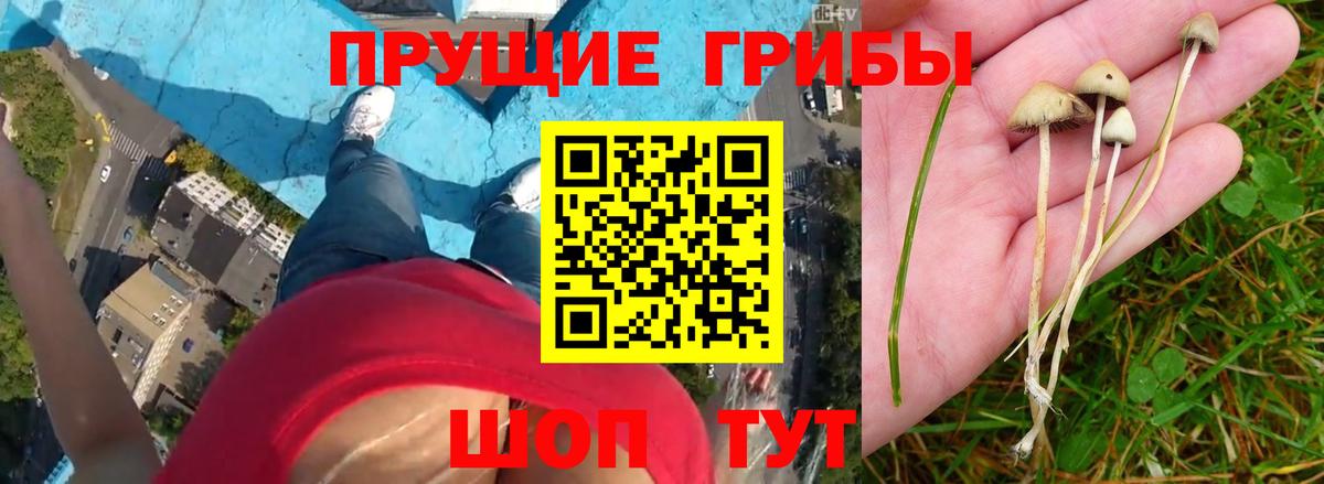 купить наркотики цена  Псилоцибиновые грибы ЛСД  Вход с VPN  Печора  Галлюциногенные грибы Magic Shrooms 